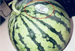 山西网红吃瓜,揭秘当地美食背后的故事
